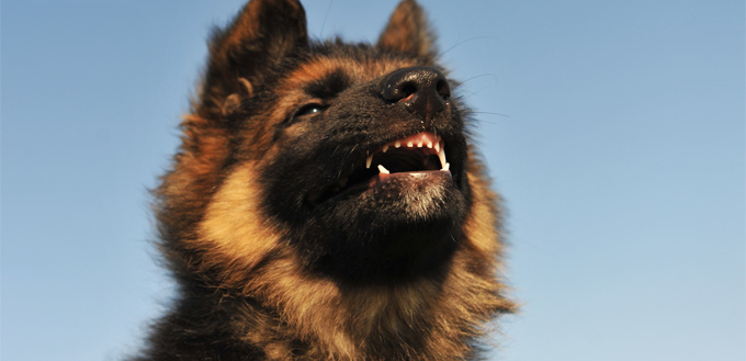 puppy grinding its teeth