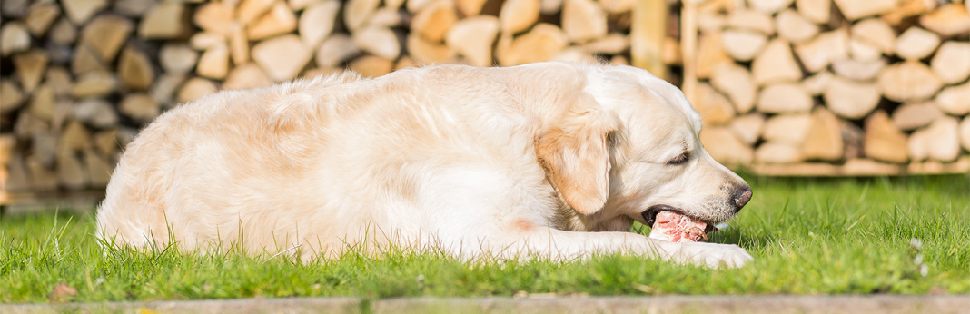 raw-chicken-for-dogs