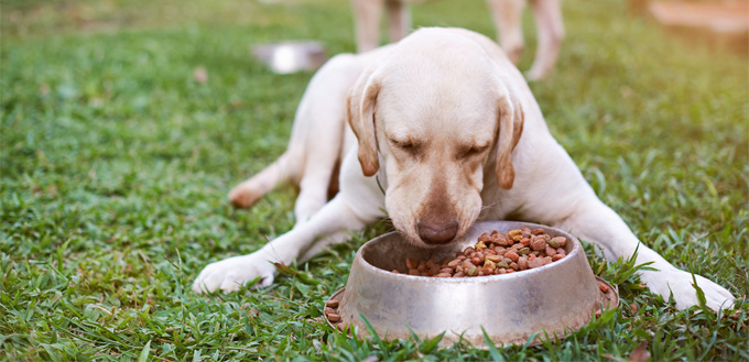 retriever eating immune system booster food