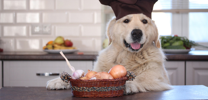 retriever with onions and garlic