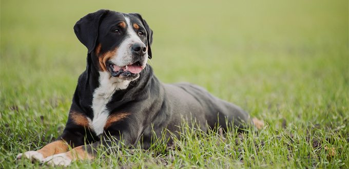 rott in a grass