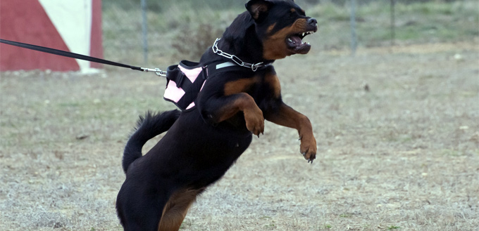 rottweiler grinding its teeth