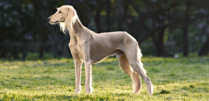 saluki