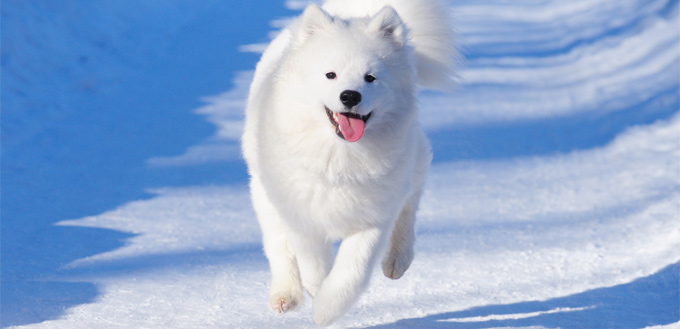 samoyed