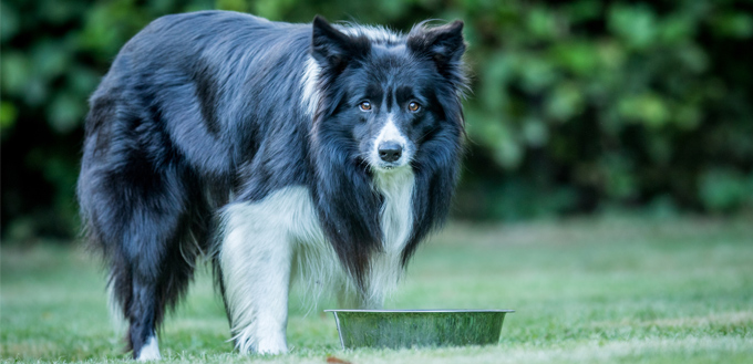 steel bowl for dog food