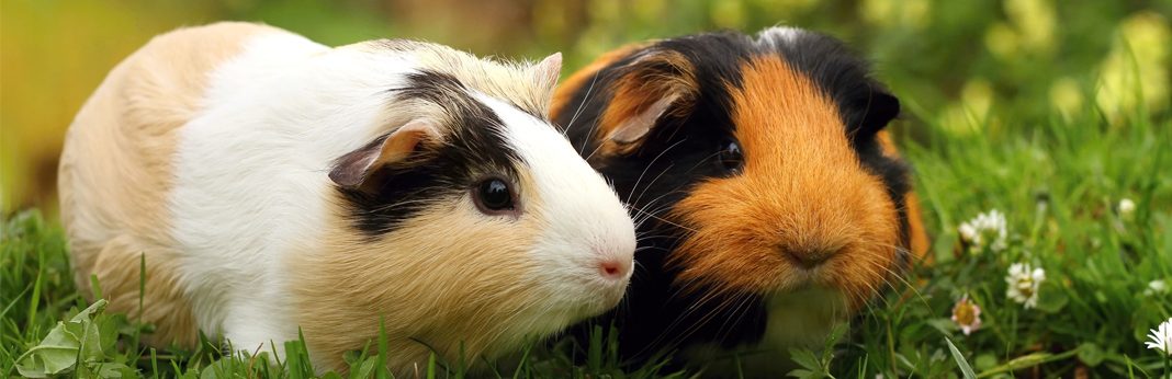 guinea pig is hamster