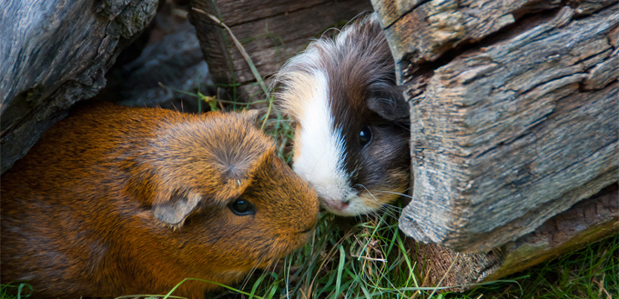 two guinea pigs