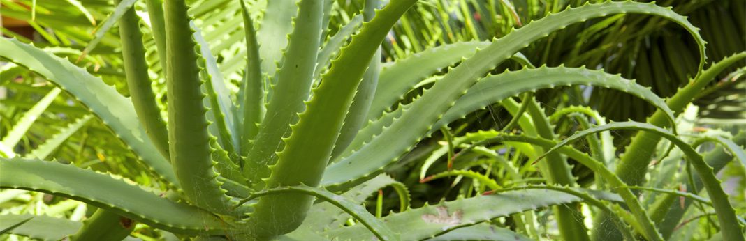 Uses Of Aloe Vera In Dogs Benefits How To Use My Pet Needs That