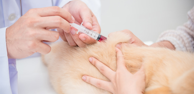 vet taking a puppy's blood