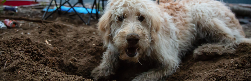 why do dogs eat dirt?