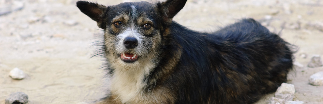 why-do-dogs-grind-their-teeth