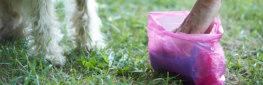 10-ways-to-pick-up-dog-poop