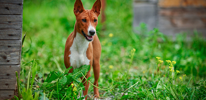 Basenji dog breed