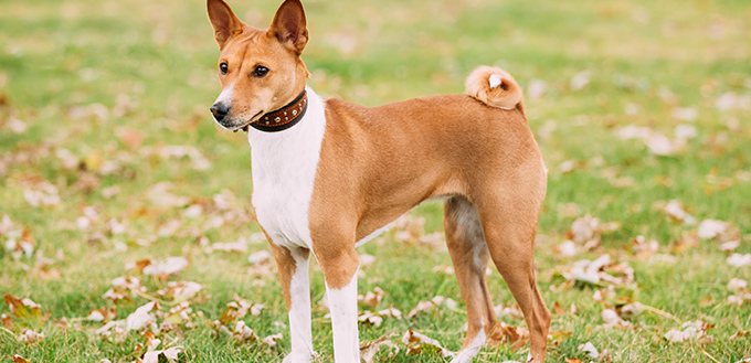 Basenji dog on grass outdoor