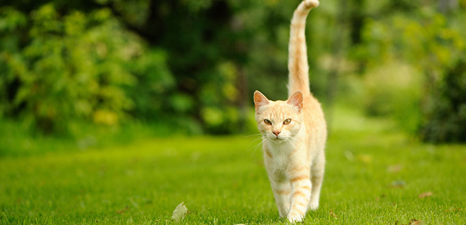 Cat Walking on Green Grass