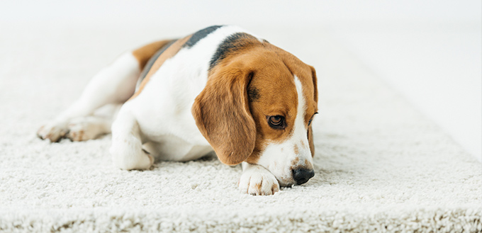 Cute beagle lying on white carpet at home