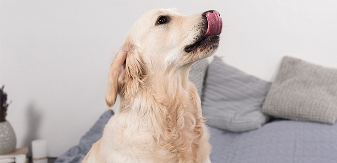 Dog licking up nose