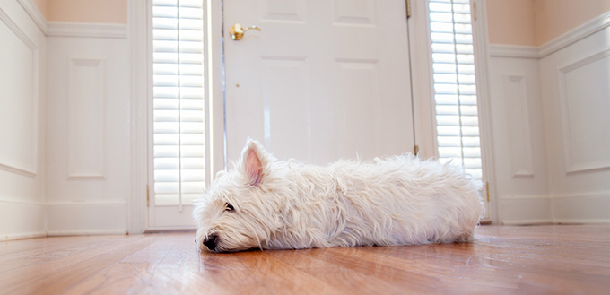 Dog waiting at the door