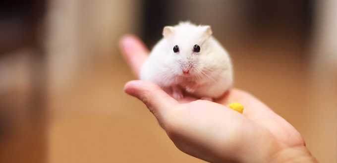 Hamster on the owner hand