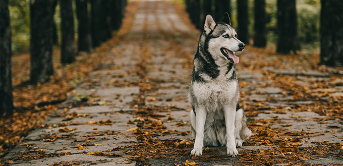 Husky dog sitting on foliage in autumn park