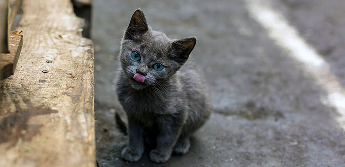 Cute gray kitty sitting on the ground