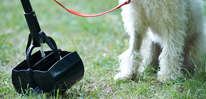 Owner Clearing Dog Mess With Pooper Scooper