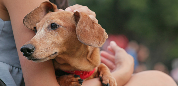 Pet owner hugging Dachshund dog at outdoor