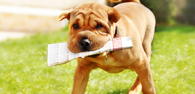 Shar Pei dog with newspapers