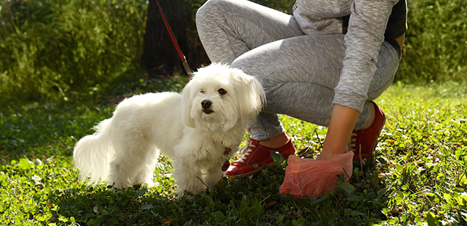 Woman gathering dog poo