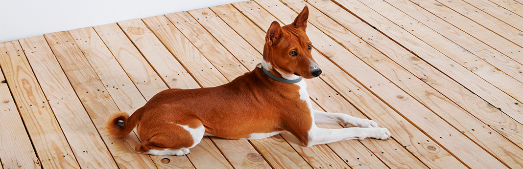 basenji breed facts temperament