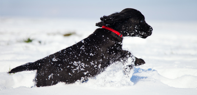 black dog running in snow