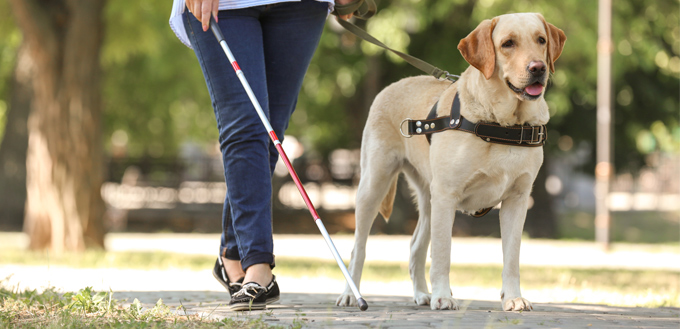 blind woman with a guide dog