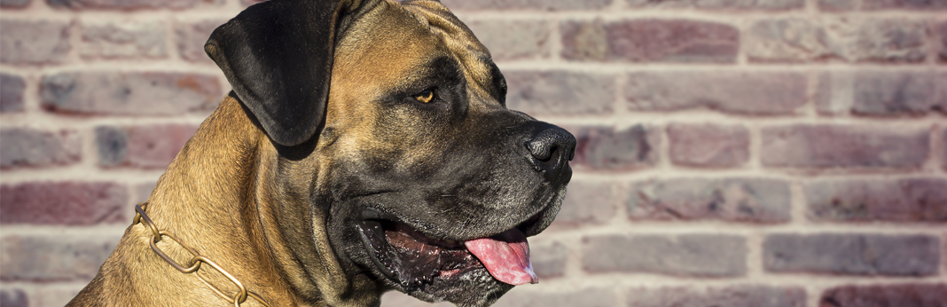 boerboel breed facts