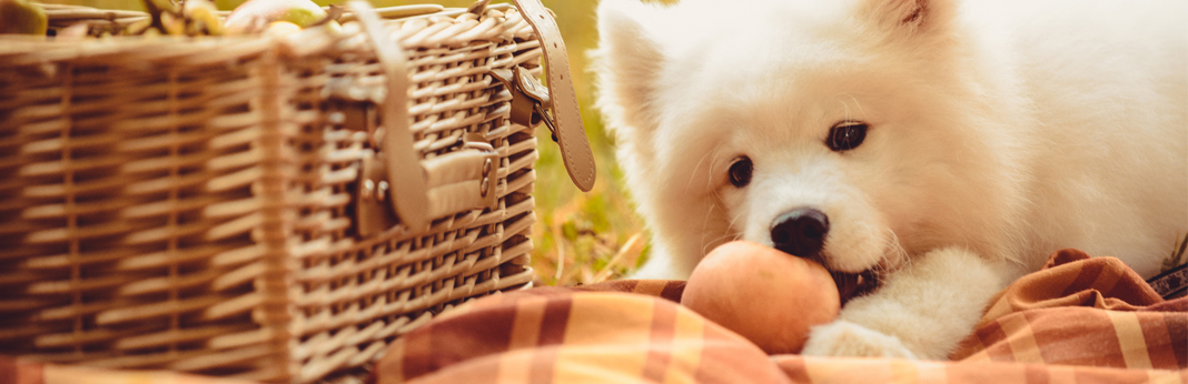 Can A Dog Eat Peaches Everything You Need To Know