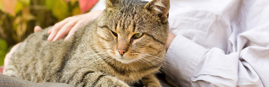 caring for a senior cat