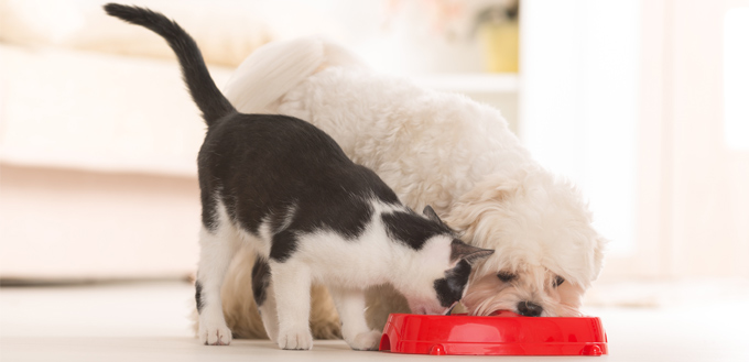 cat and dog eating together