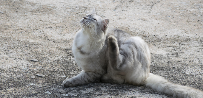 cat dealing with lice