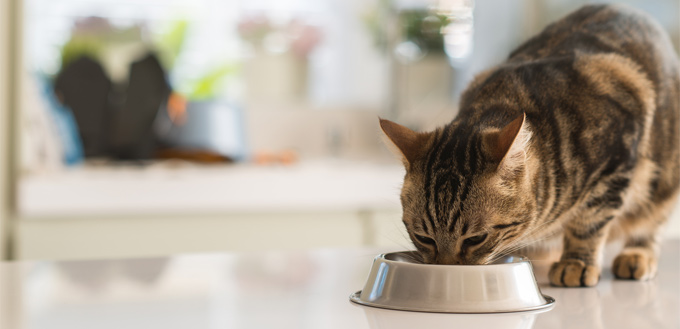 cat eating fiber food