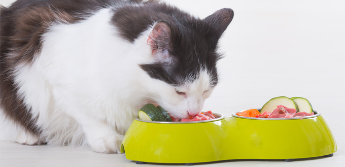 cat eating vegetables