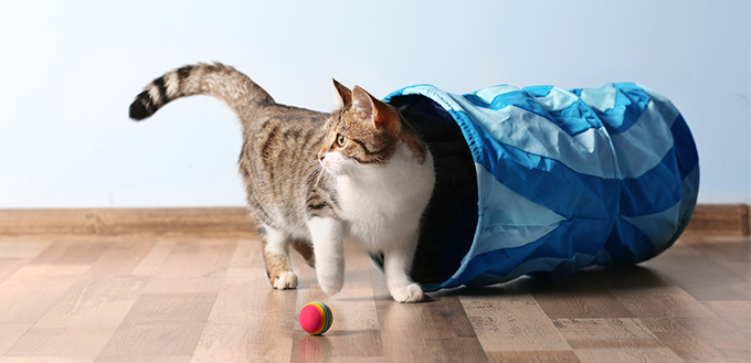 cat playing with ball