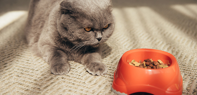 cat with red bowl full of cat food