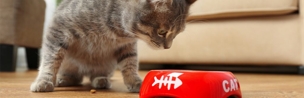 Do Cats Need Fiber In Their Diet My Pet Needs That do-cats-need-fiber-in-their-diet-my-pet-needs-that