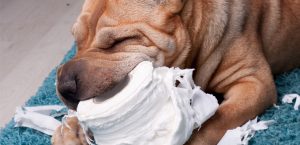 dog eating paper wrapper