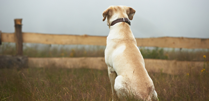 dog guarding