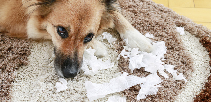 will eating paper harm my dog