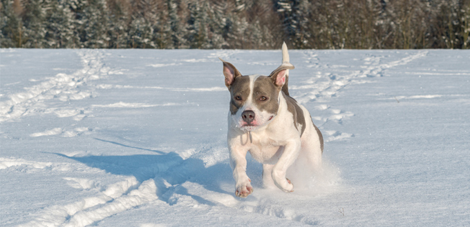 dog winter