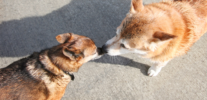 dogs bonding