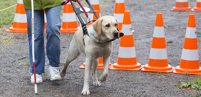 guide dog training