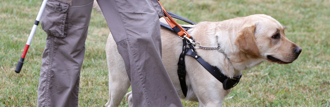 guide-dogs-for-blind