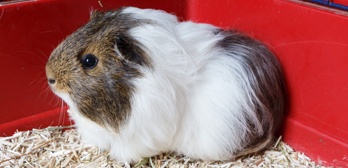 guinea pig cage cleaning routine